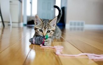 Учёные выяснили, что кошки манипулируют со своими хозяевами, заставляя их играть (3 фото)