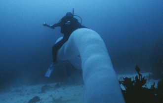 Невероятное существо Пиросома: 15-ти метровая призрачная сосиска (8 фото + 1 видео)