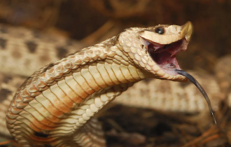 Свиноносая носатая змея: Всегда улыбается и лопает жаб, как воздушные шарики, прямо в горле (9 фото)