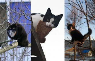 Подборка фото котов, которые плевать хотели на птичьи права (16 фото)