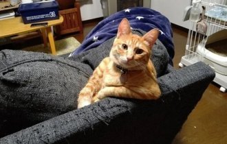 Забавные и милые котейки (20 фото)