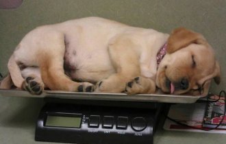 Фото о сложной и веселой жизни современных Айболитов (14 фото)