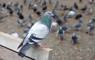 Что вы могли не знать о голубях (4 фото)