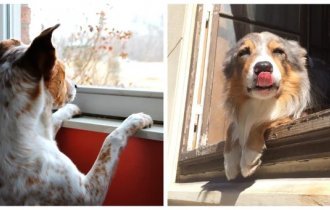 Трогательное концентрированное ожидание (21 фото)