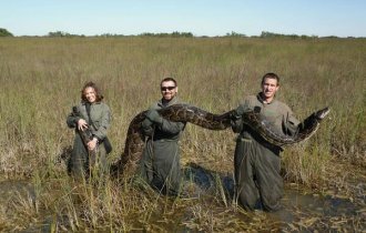 Бирманский питон: его выпустили по ошибке, а змей адаптировался (8 фото)