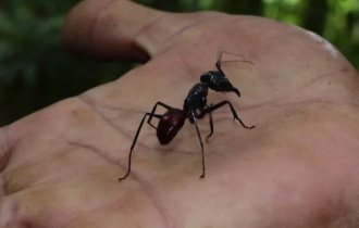 Гигантский  лесной муравей: Кодекс чести муравьёв-воинов. Эти огромные  суперсолдаты научились уважать своего противника! (11 фото)