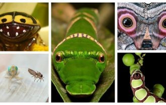 Иллюзия обмана: 20 примеров фальшивых глазок и прочей мимикрии от природы (27 фото + 2 видео)