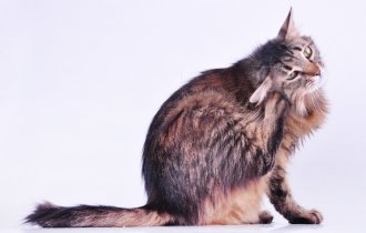 Горячие уши у кошки: как выяснить и устранить причину? (3 фото)