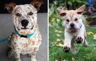 40 очаровательных собак, получившихся от скрещивания с питбулем (41 фото)