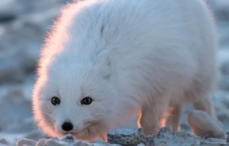 Песец:  Подкрадывается незаметно. Уникальные приёмы полярной лисы, которые  она использует, чтобы выжить на крайнем севере (13 фото)