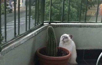 У вас кот поломался (18 фото)