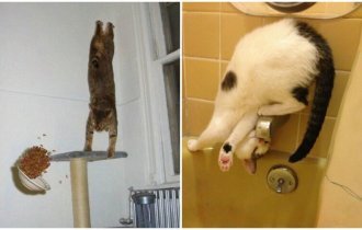Притяженья больше нет: 40 котеек, которые бросили вызов законам физики (41 фото)