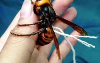 How beekeepers find hornet nests (7 photos)