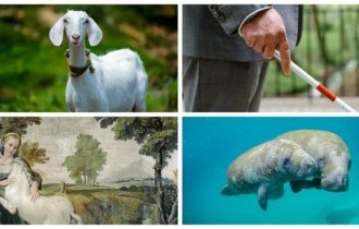 Кучка странных фактов о мире, в котором мы живём (22 фото)