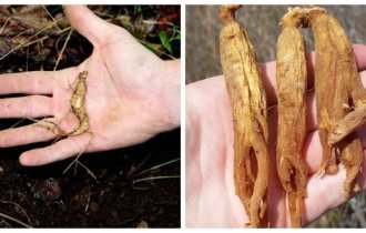 Почему корень дикого женьшеня – дико дорогое удовольствие? (6 фото)