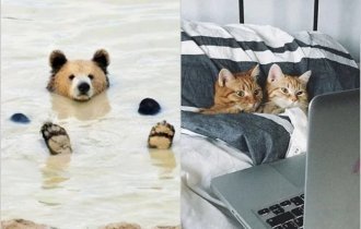 15 funny animals that know exactly how to enjoy life (16 photos)