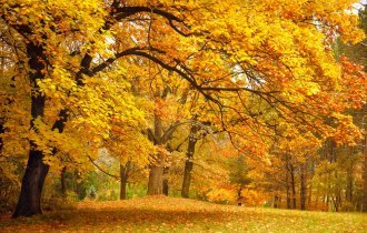 No worse than others, if not better: why is it worth loving autumn? (3 photos)