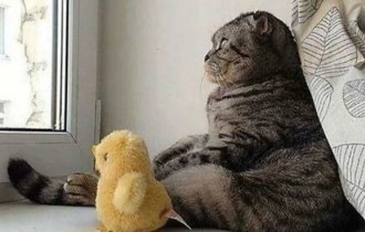 10 лучших фотографий кошек (10 фото)