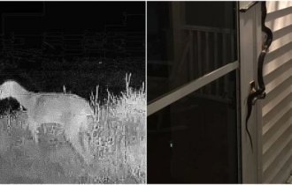 15 странных фото с камер наблюдения, которые наводят жути (16 фото)