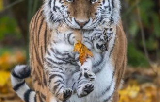 Дикая природа: мамы с детенышами (8 фото + видео)
