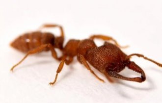 Муравей- вампир: Они питаются исключительно кровью собственного потомства,  но детки живы-здоровы. Шедевр эволюционного безумия (8 фото)