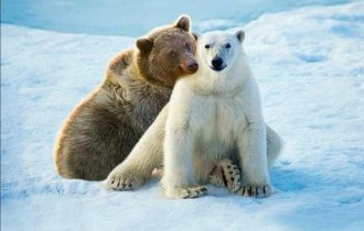 Кто родится от союза бурого медведя с белым (5 фото)