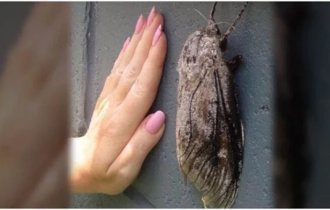 Самая тяжелая в мире моль: Эндоксила Синериус (6 фото)