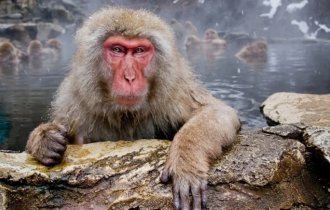 Японский макак: беспощадная иерархия на фоне высокого интеллекта (13 фото)