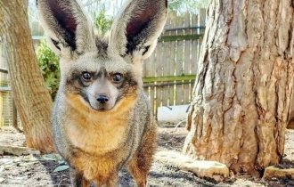 Большеухая  лисица: Она ест только насекомых и ради них готова  пойти на крайне антисанитарные меры (8 фото)