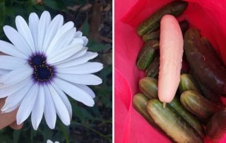 18 sticky plant mutations that show that nature also sometimes malfunctions (19 photos)