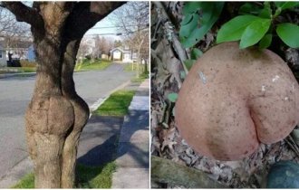 15 доказательств того, что природа - та ещё пошлячка - и цензура ей не помешает (16 фото)