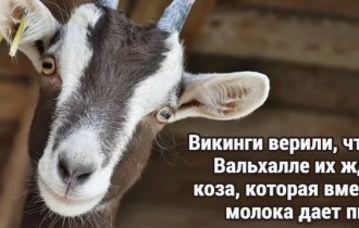 20+ interesting facts about everything in the world (23 photos)