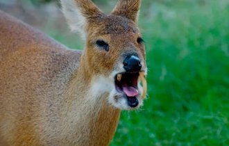 Водяной олень: Нормальные олени дерутся рогами, а саблезубые дерутся с помощью длинных клыков! (9 фото)
