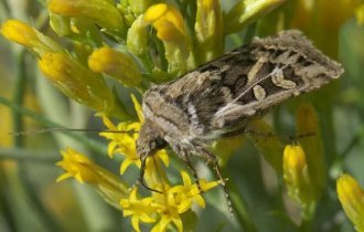 Метелик-мірошник: дивно, але ведмеді мігрують заради полювання на цих комах (6 фото)