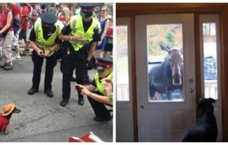 15 чудных ситуаций, которые отлично характеризуют жизнь в Канаде (16 фото)