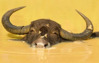 Водяной буйвол: Ежедневные оздоровляющие процедуры. Этот зверь умеет кайфовать лучше любого человека (9 фото)