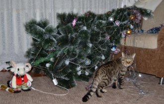 How to save a Christmas tree from a cat, and a cat from a Christmas tree (6 photos)