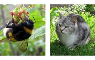 Why bumblebees love cats (4 photos)