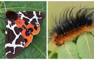 Fur butterflies that know no fear (6 photos + 1 video)