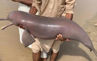 Индский дельфин: слепые киты грязных рек Пакистана (10 фото)