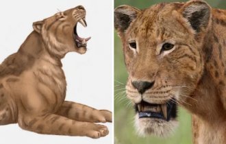 Большие хищные кошки прошлого, которые не дожили до наших дней (13 фото)