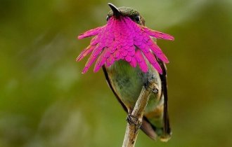 Яркие, как горстка самоцветов: самые красивые виды колибри (18 фото)