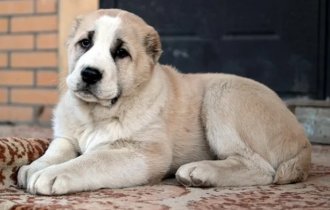 Алабай: Сторожить не значит убивать. Пёс, что погряз в стереотипах о собственной злобе (4 фото)