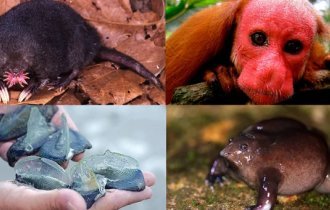 Помилки еволюції: химерні тварини, про існування яких ви могли не знати (23 фото)