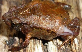 Marsupial toad: they literally stuff tadpoles into pockets on their bodies (9 photos)