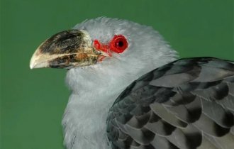 Исполинская  кукушка: Подлость размера XXL. Не только подбрасывает яйца  в чужие гнёзда, но и нападет на птенцов (7 фото)