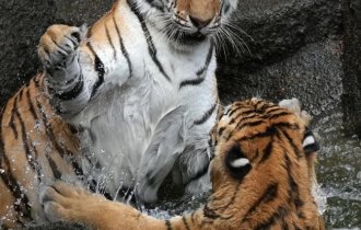 Просто котики играют и купаются (10 фото)