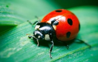 What kind of strange liquid does a ladybug secrete when you pick it up (7 photos)