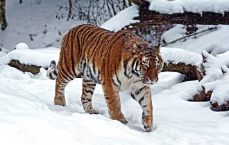 6 фактов о том как зимует уссурийский тигр (6 фото)