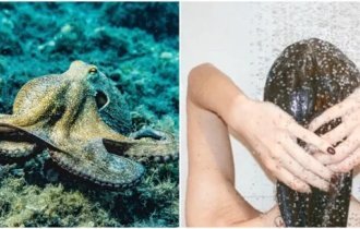 25 любопытных коротких фактов из разных сфер нашей жизни (26 фото)